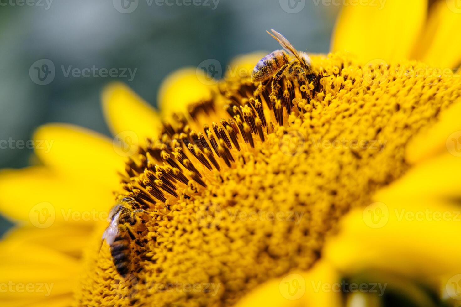A bee gathering nectar deep in the sunflower captured in close up emphasizes natural rhythm dedication and fine structure of life photo