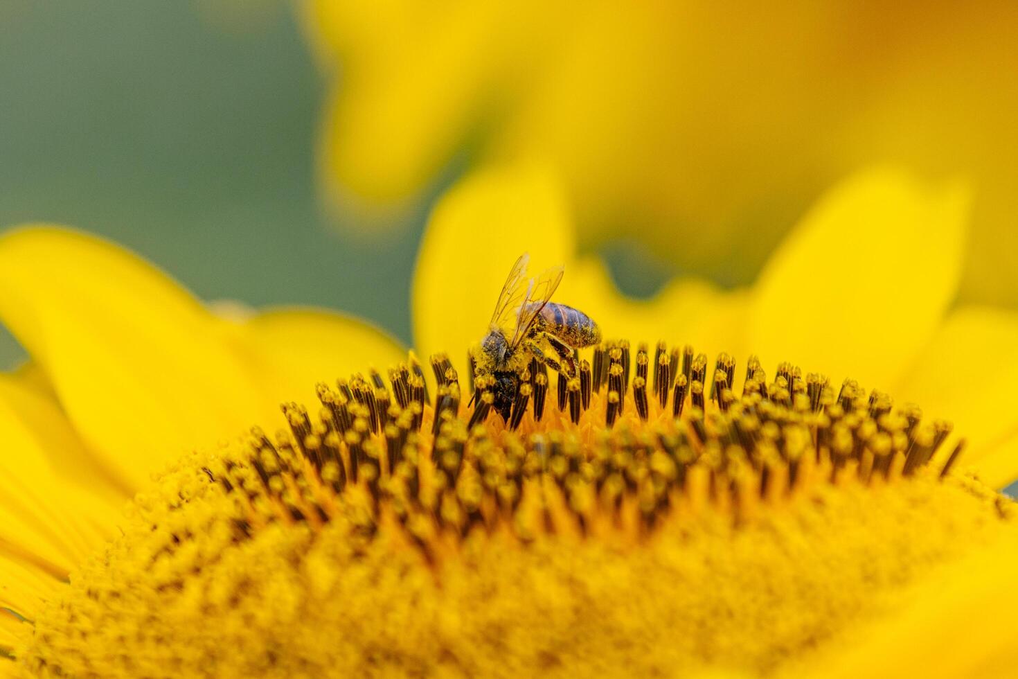 A bee explores the surface of a blooming sunflower representing the process of pollination and crop sustainability photo