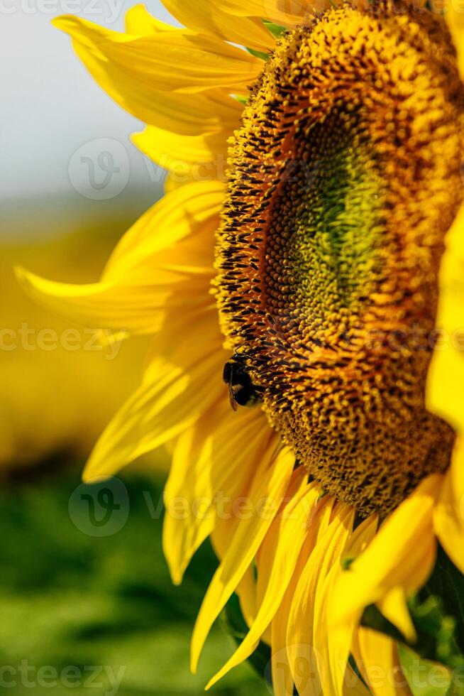 Detailed close up of a bee inside a sunflower collecting nectar illustrating nature hard work. photo