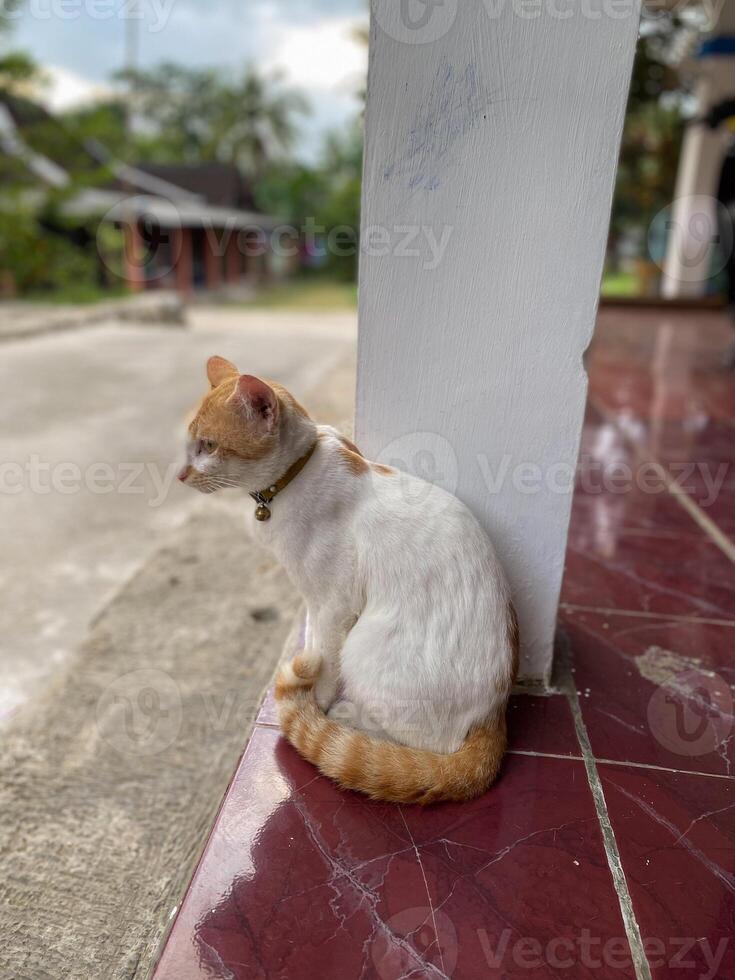 a white cat sitting on a red tile floor photo