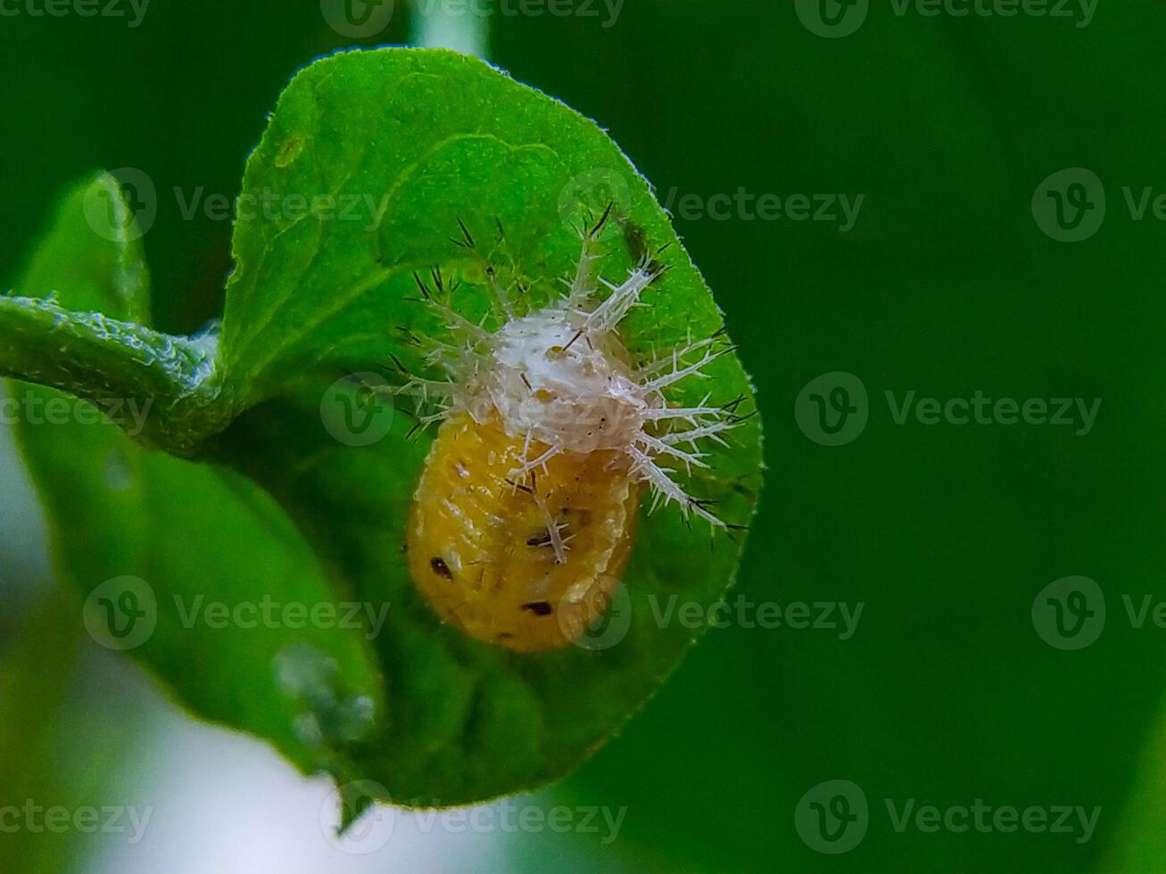 Golden Insect Pupa on Lush Green Leaf A CloseUp Macro Shot photo