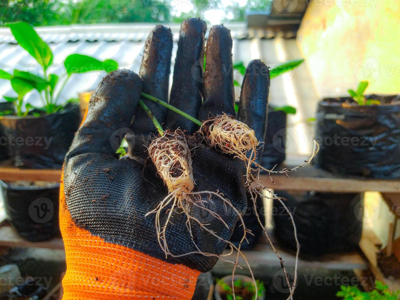 Gloved Hand Gently Holding Young Plant Seedlings with Roots Rustic Garden Setting photo