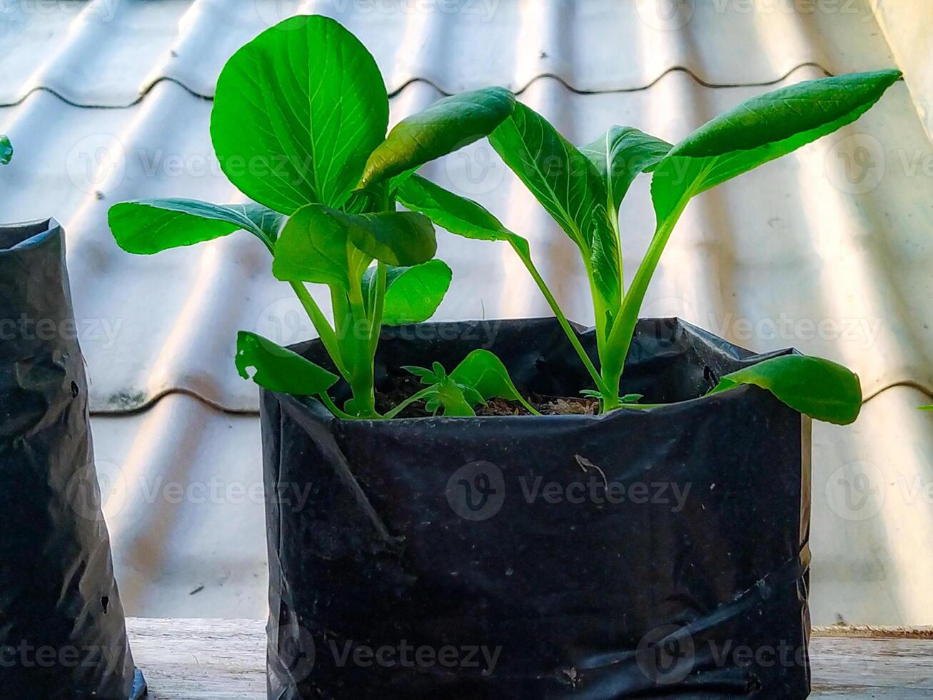 Vibrant Bok Choy Seedlings in a Rustic Black Pot photo