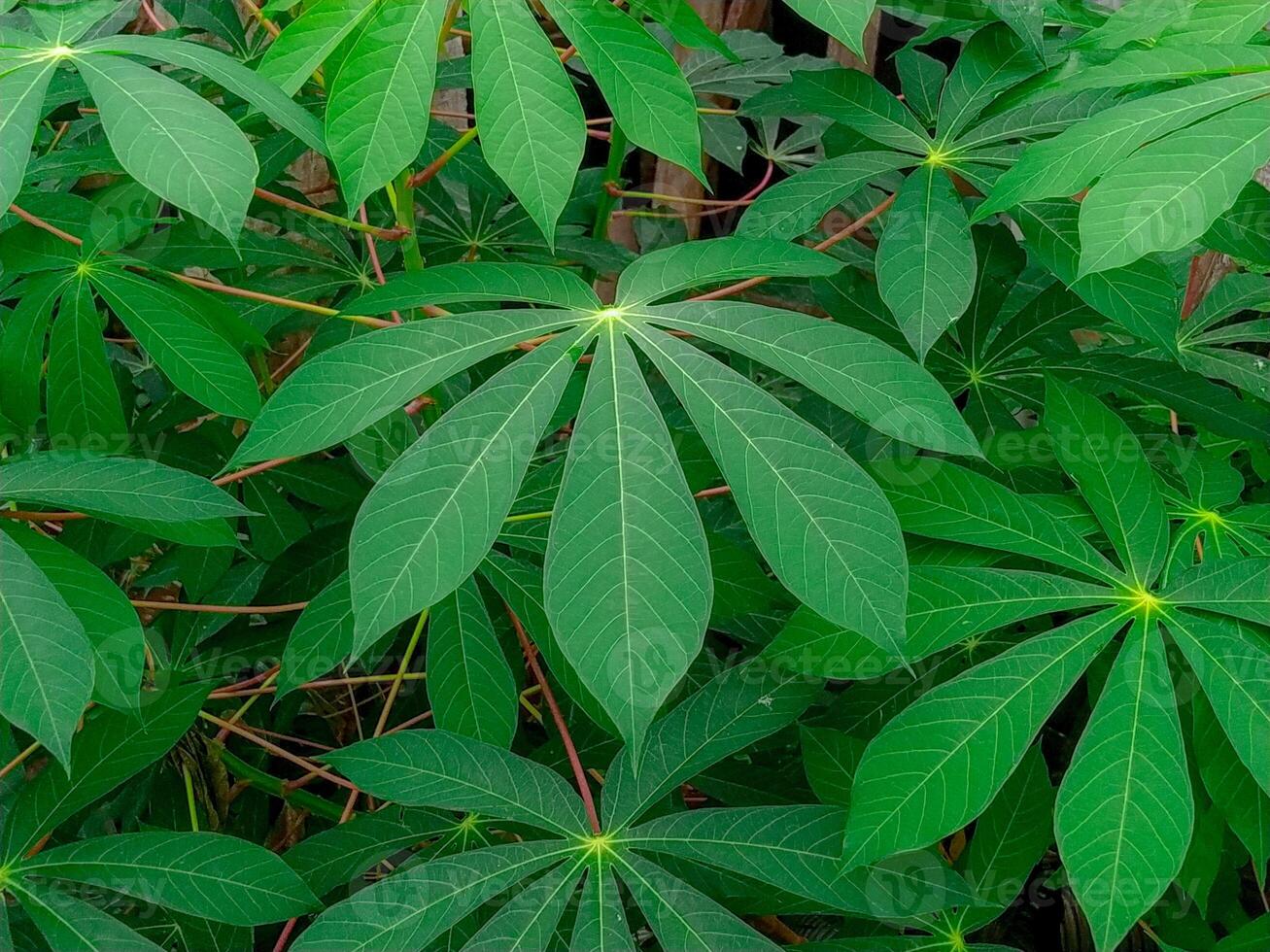 A plant with green leaves and many green leaves photo