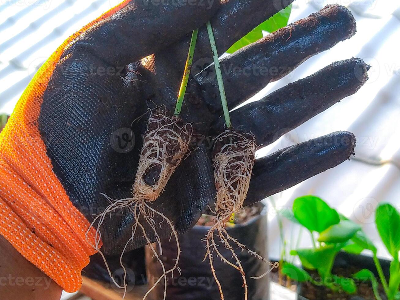 Young Plant Seedlings Gloved Hand Displays Delicate Roots and Shoots photo