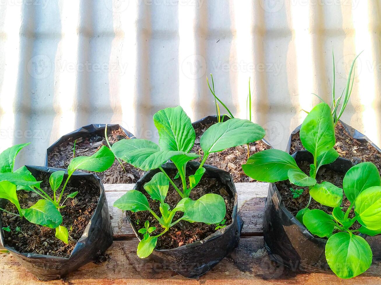 Vibrant Green Bok Choy Seedlings in Rustic Pots A Sunny Garden Scene photo
