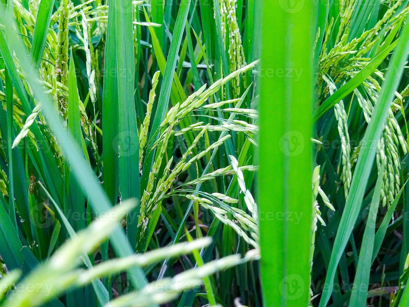 A close up of a green rice plant photo