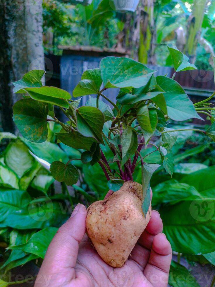 HeartShaped Sweet Potato Sprout Lush Green Foliage in a Vibrant Garden photo