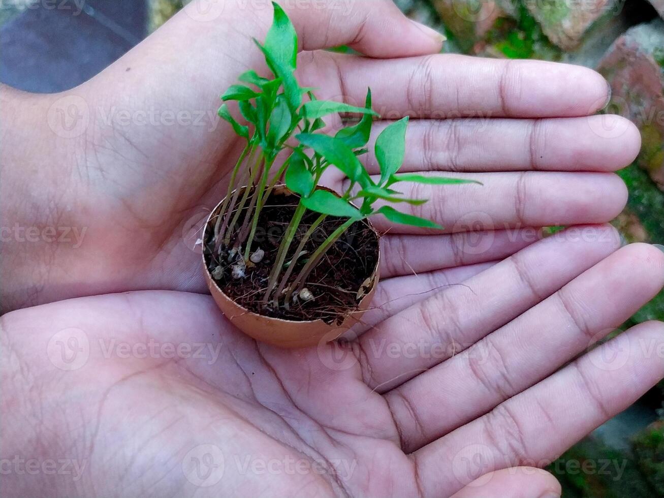A person holding a small plant in their hands photo