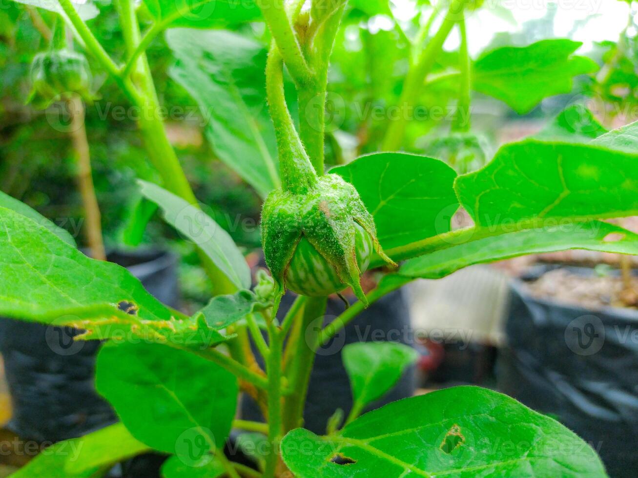 A plant with a flower bud on it photo