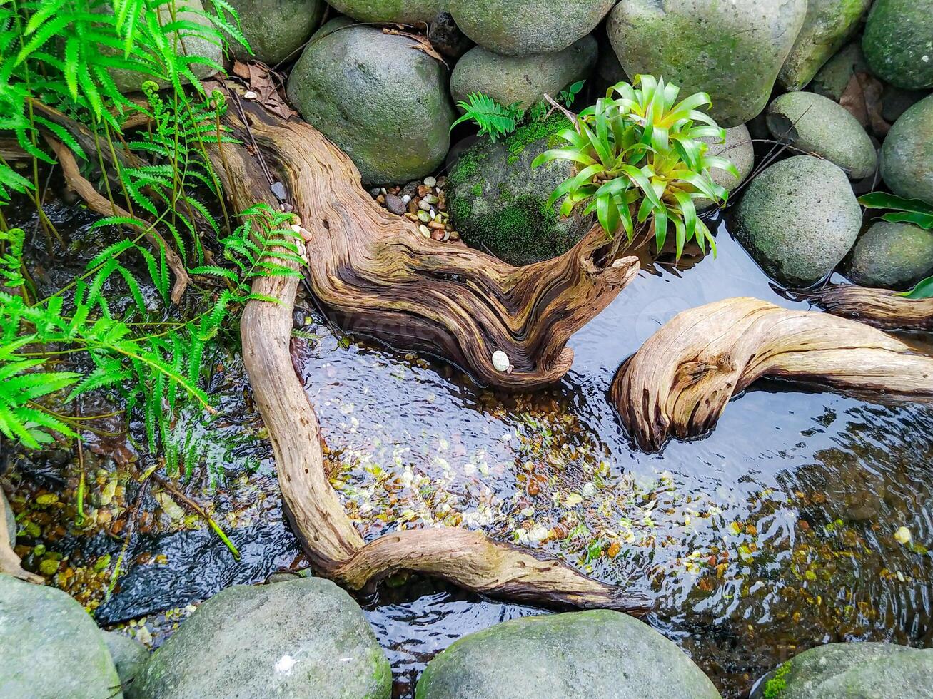 A small stream with a tree branch in it photo