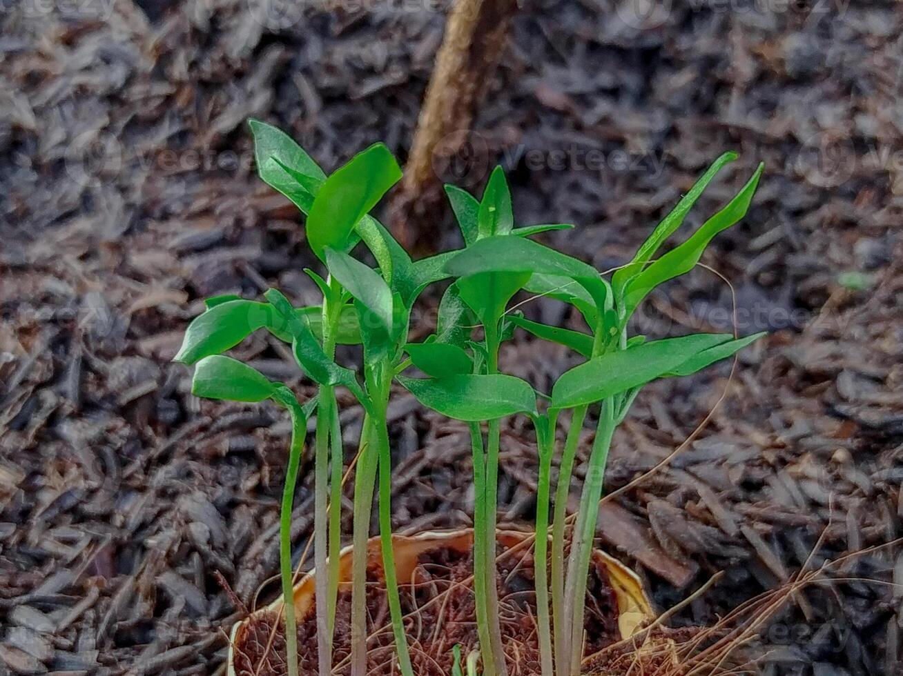 A small plant growing in a pot on the ground photo