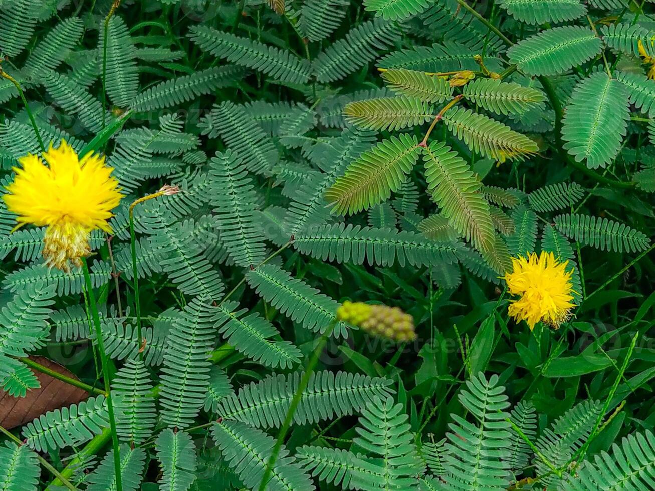 Vibrant Yellow Flowers Amidst Lush Mimosa Plants A Serene Nature Study photo