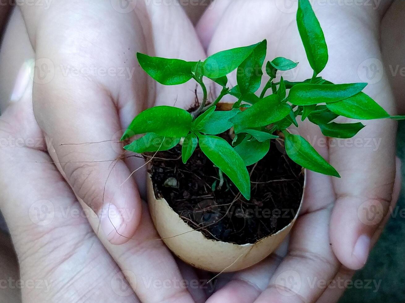 A child holding a small plant in an egg shell photo