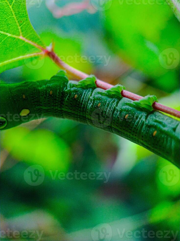 Emerald Caterpillar A Vibrant CloseUp in Lush Greens photo