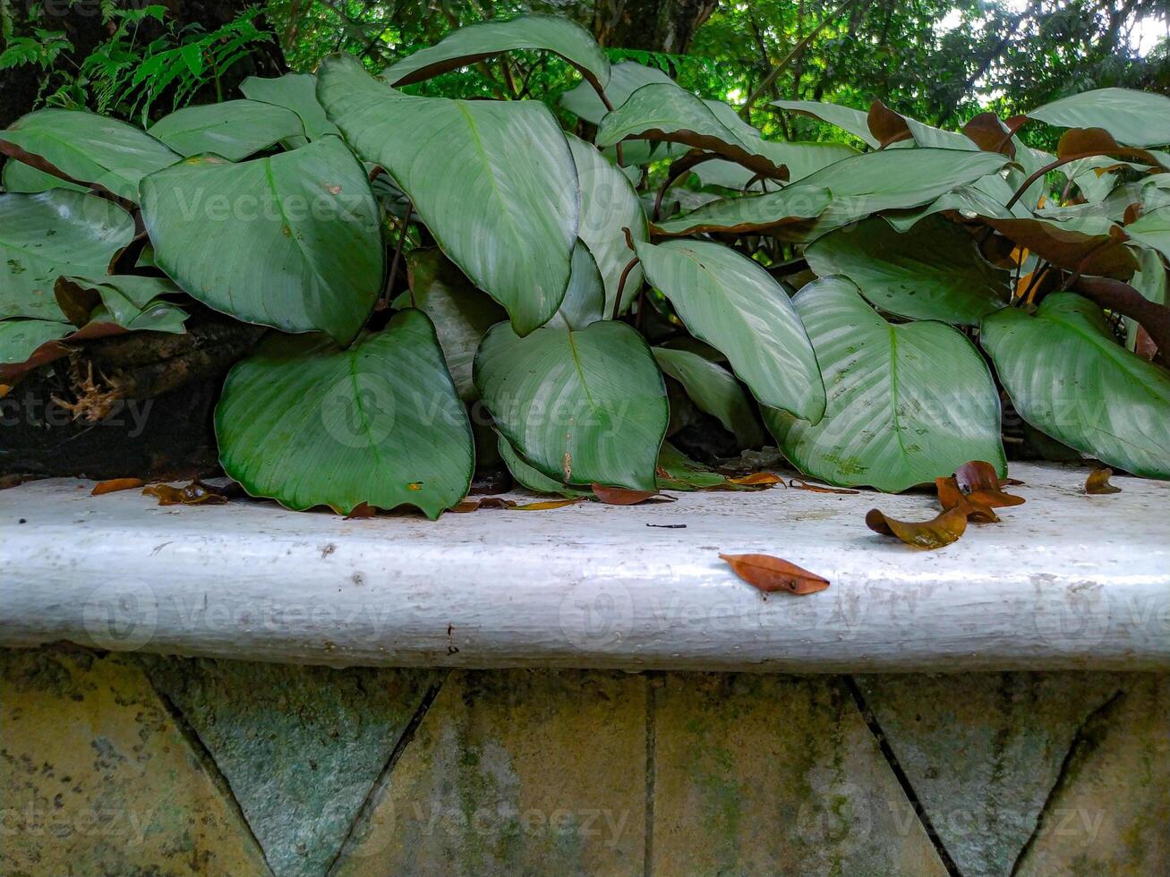 Lush Green Calathea Leaves on White Wall Serene Garden Still Life photo