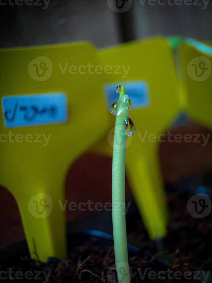 A yellow plastic container photo