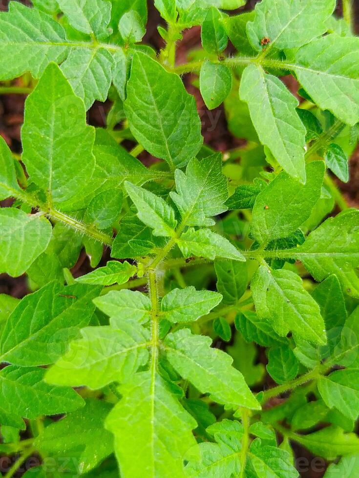 A close up of a plant with green leaves photo