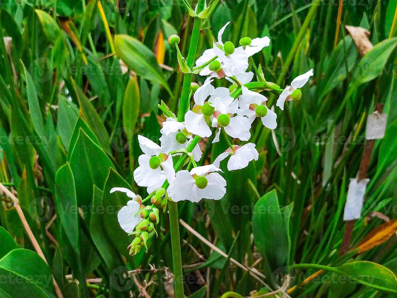 Delicate White Aquatic Flowers A Serene Botanical Image photo