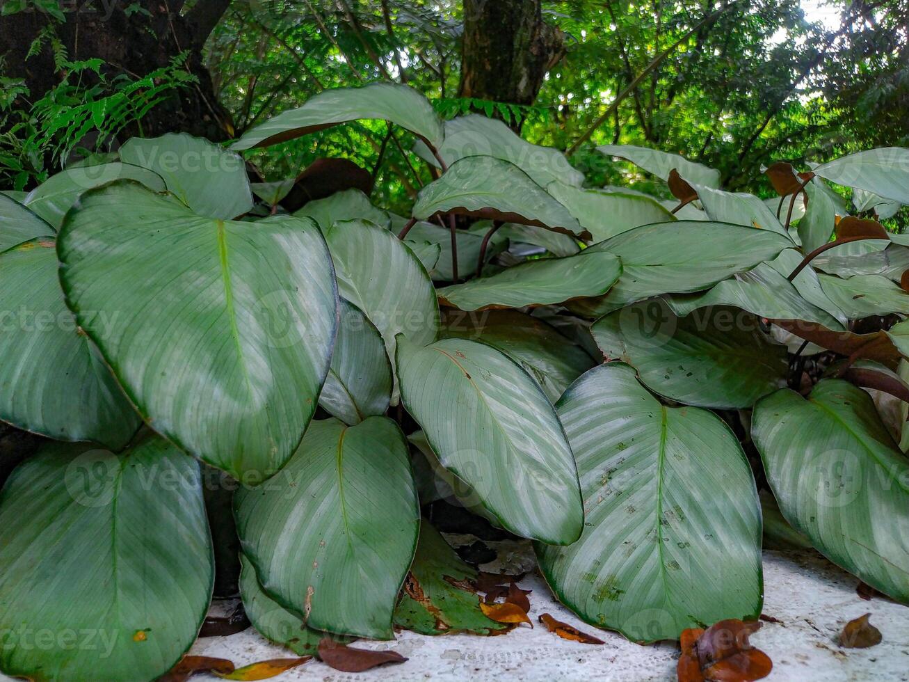 Lush Calathea Lancifolia Serene Green Leaves in a Tranquil Garden photo