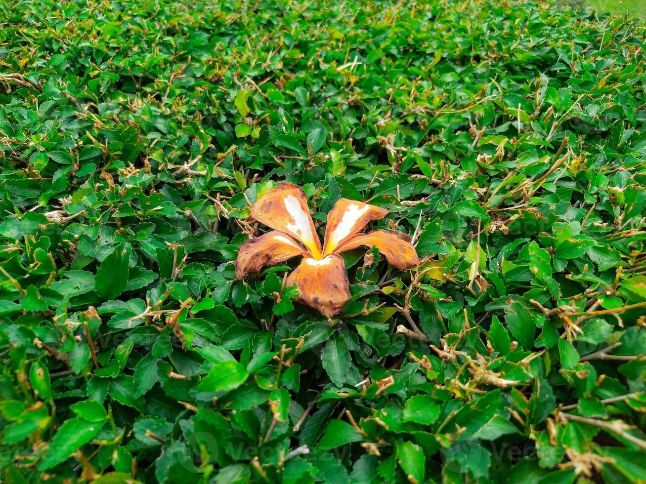 An orange flower is in the middle of green bushes photo