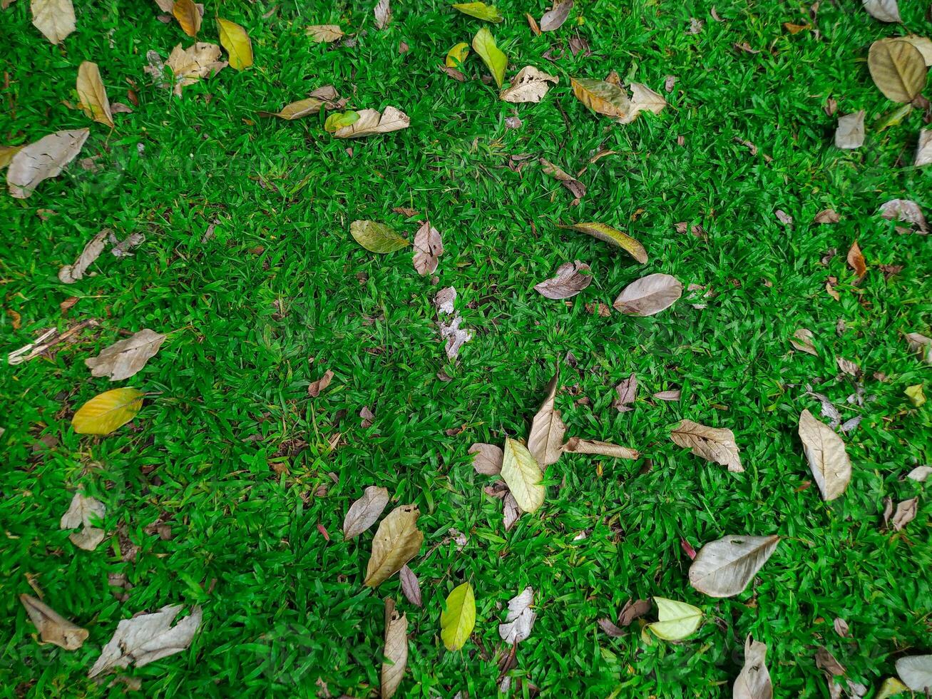 Green grass with leaves and grass photo