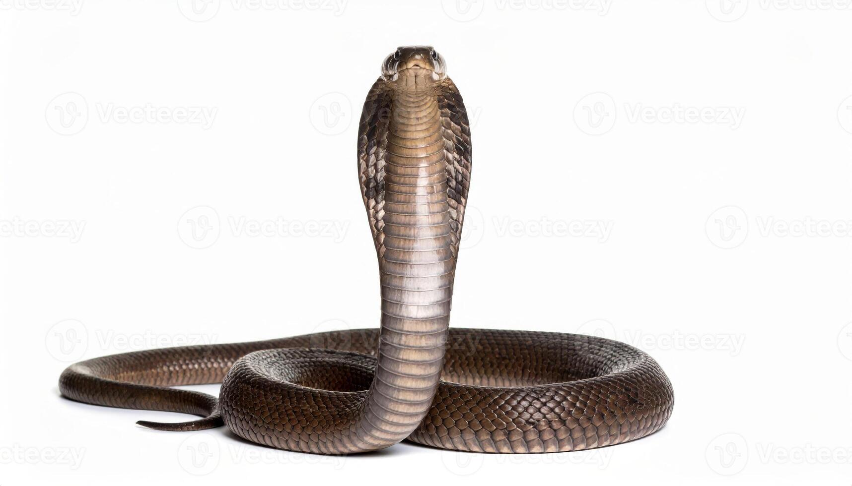 White backdrop featuring a king cobra without shadows photo