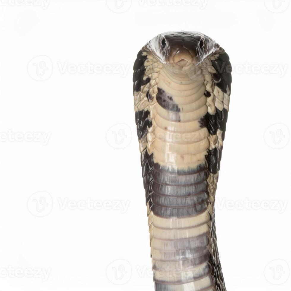 King cobra displayed against a plain white backdrop with no shadows photo