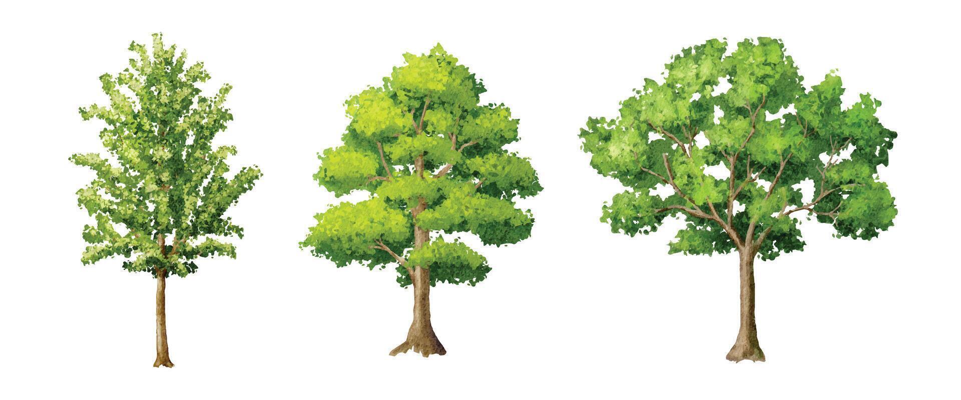 Set of green tree watercolor illustration on white background vector