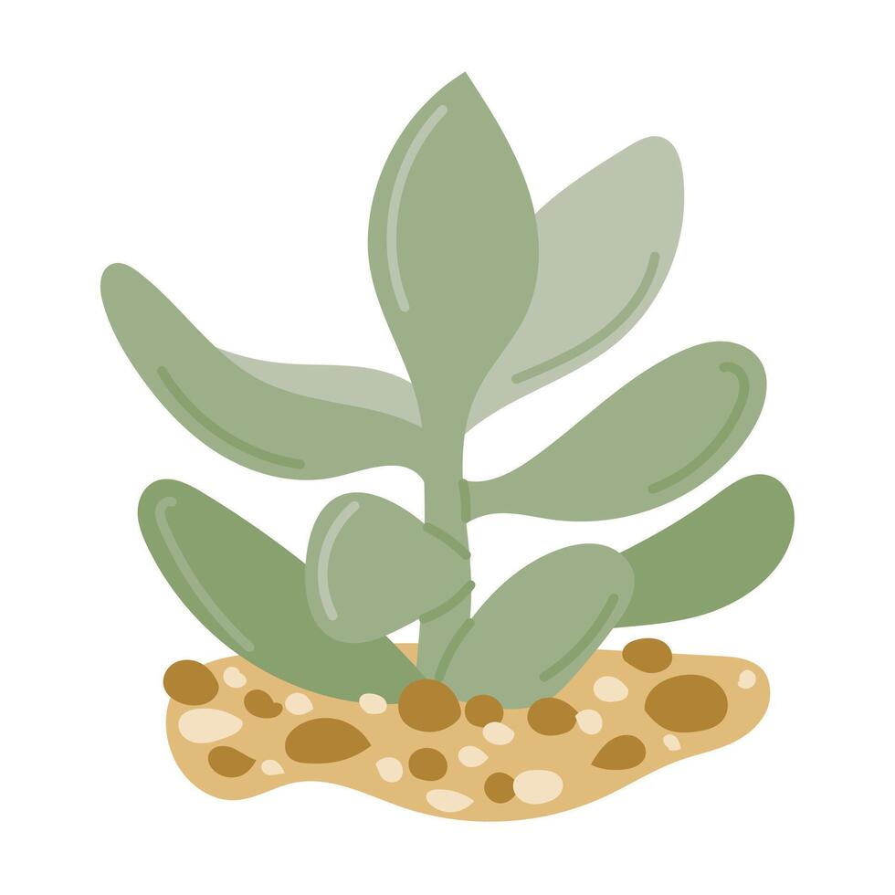 Hand drawn illustration of a green succulent plant growing in sandy soil with smooth rounded leaves. Concept of desert greenery, botanical decoration and drought-tolerant natural growth vector