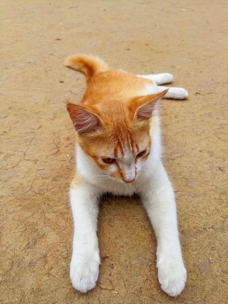 A real cat with bright eyes and defined fur detail. The plain village natural background enhances focus on the animal s expressive personality photo