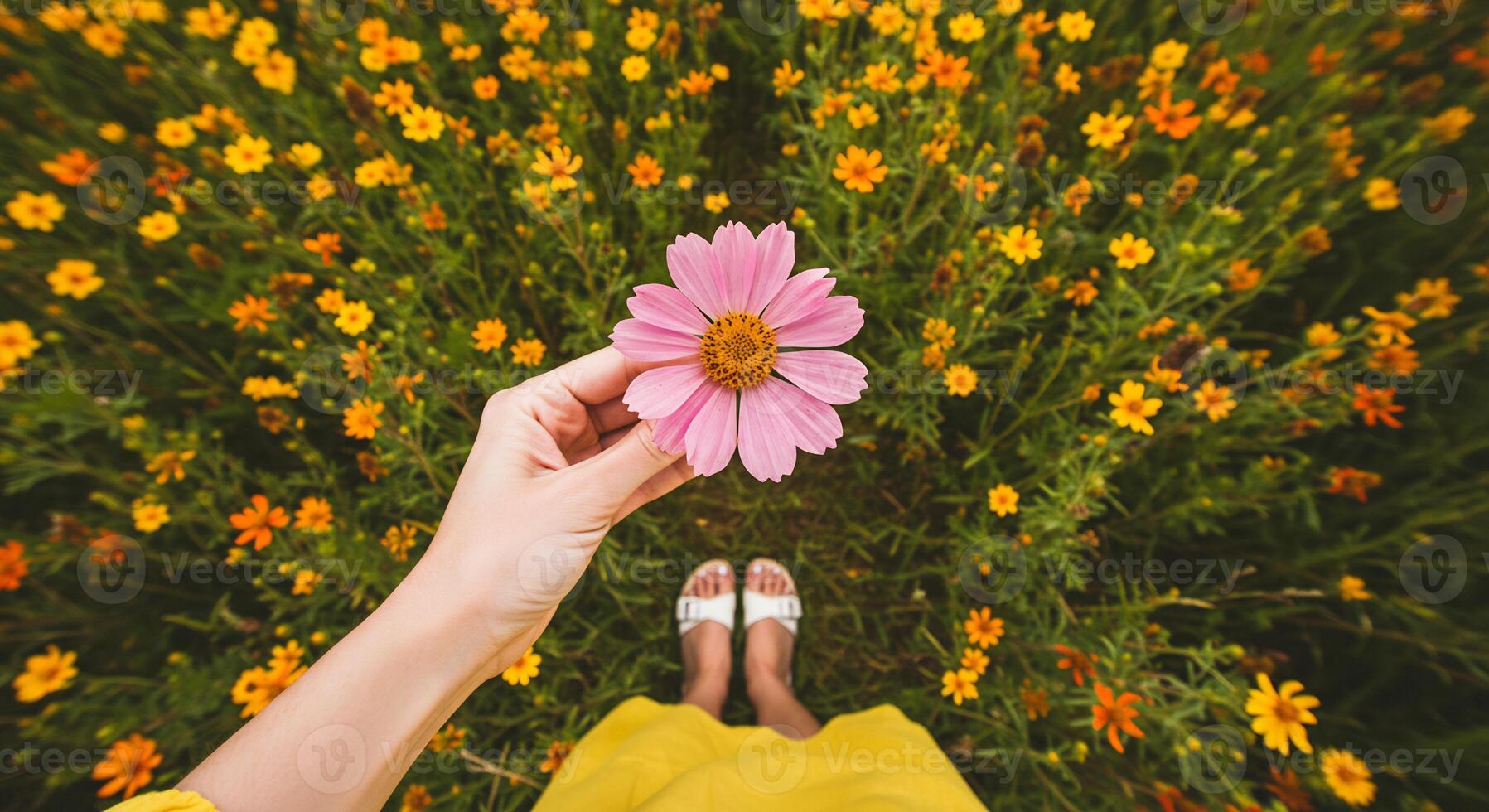Overhead shot of a hand holding a pink flower in a field of blooming yellow flowers, with feet visible. photo