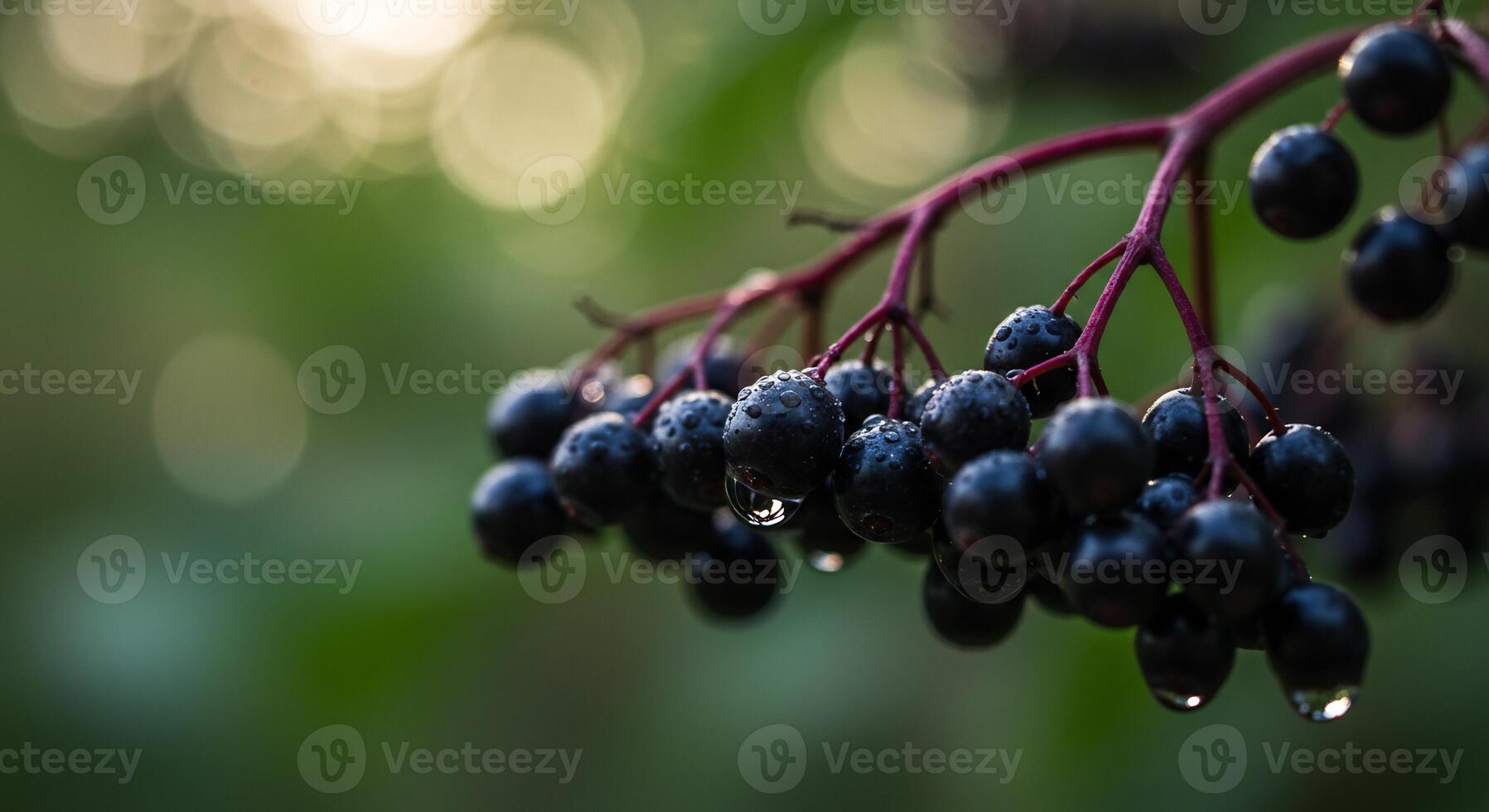 Fresh dark berries on a branch with rain drops, natural outdoor scene. photo