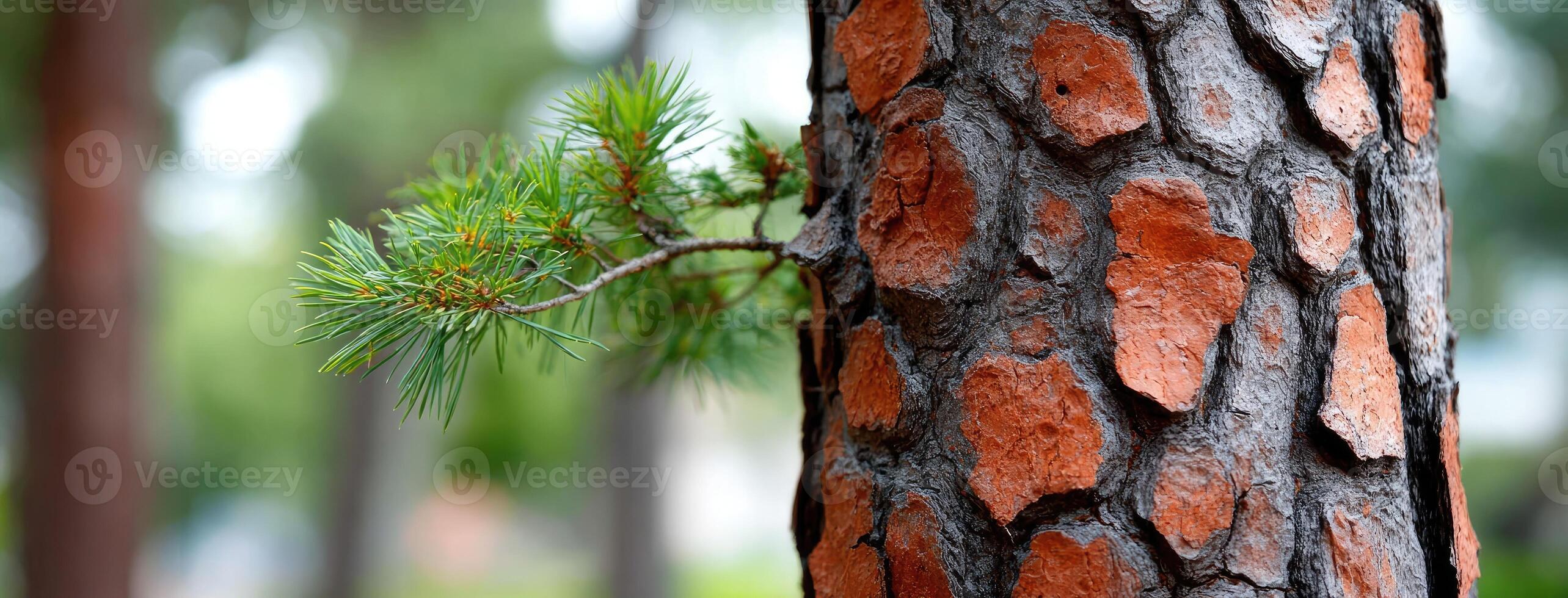 A close up of a tree trunk with a pine tree photo