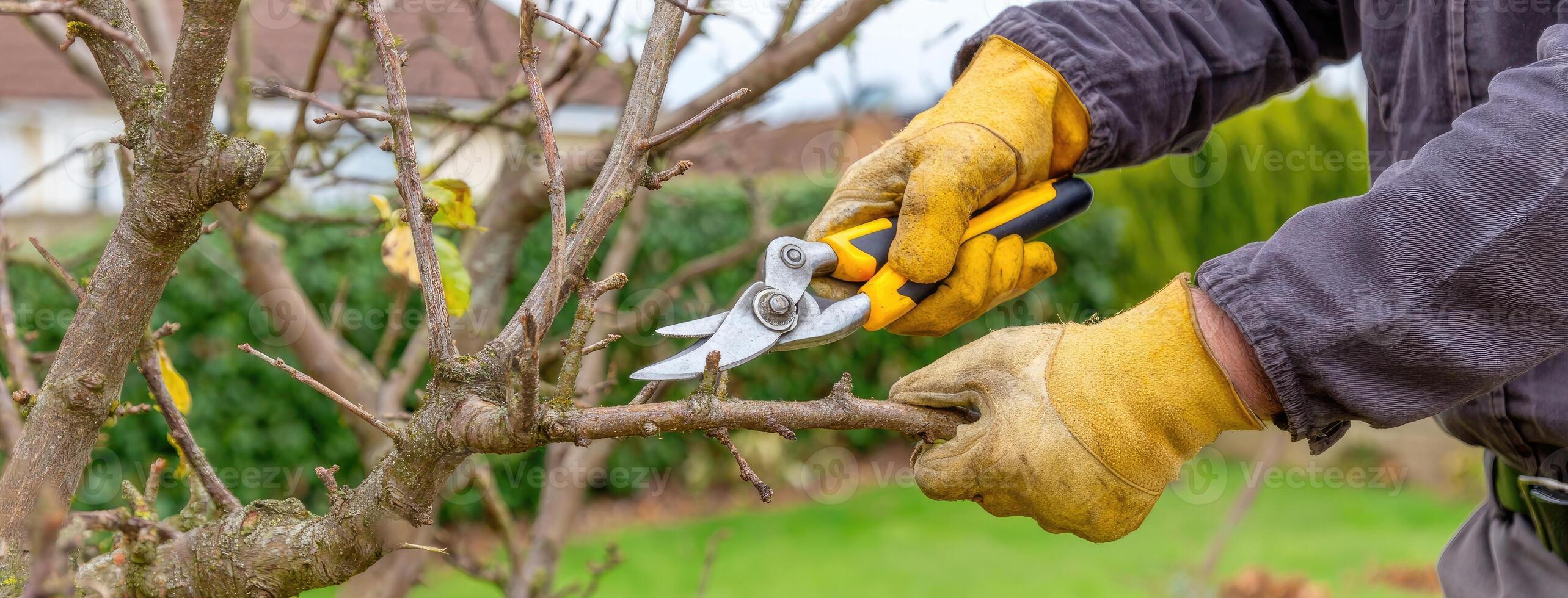 A person in gloves cutting a branch with scissors photo