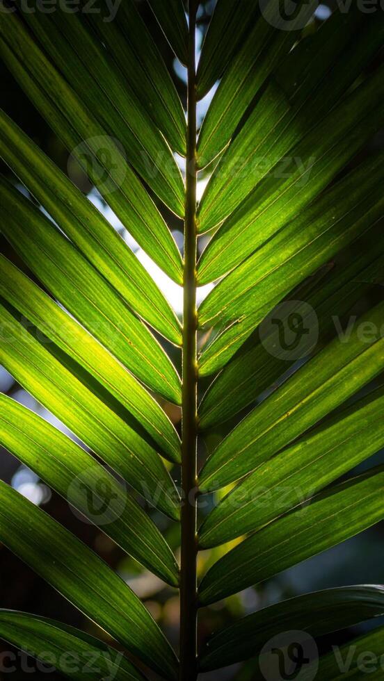Sunlit Green Palm Leaf Texture with Veins and Abstract Pattern in Natural Sunlight photo