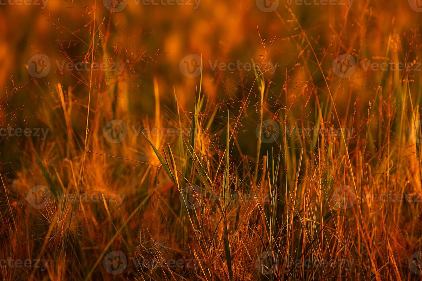 Lush green and golden grass background. Macro field view with warm autumn light. photo
