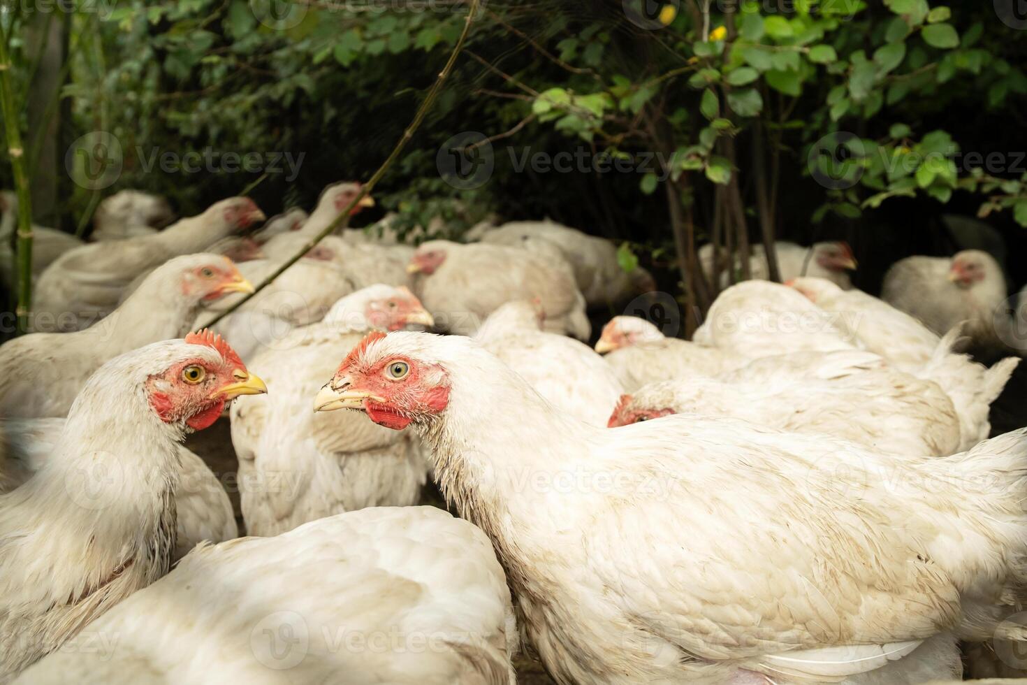 White broiler chicken at a farm. Group of domestic animal flock together. photo