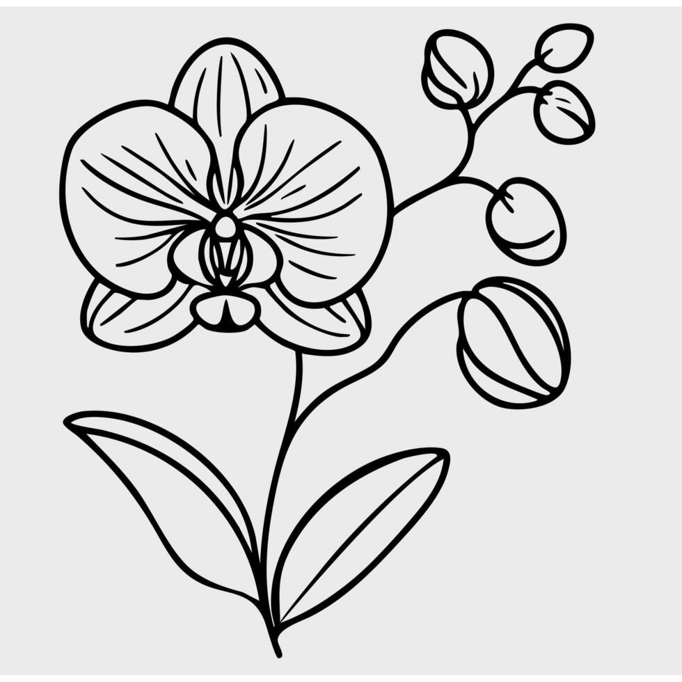A simple line drawing of an orchid flower with detailed petals and leaves. The design features a stem with buds and blossoms, showcasing the elegance of the orchid. vector