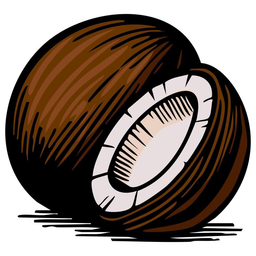 An illustration of two brown coconuts, one slightly behind the other, showcasing their textured shells and white inner flesh. vector