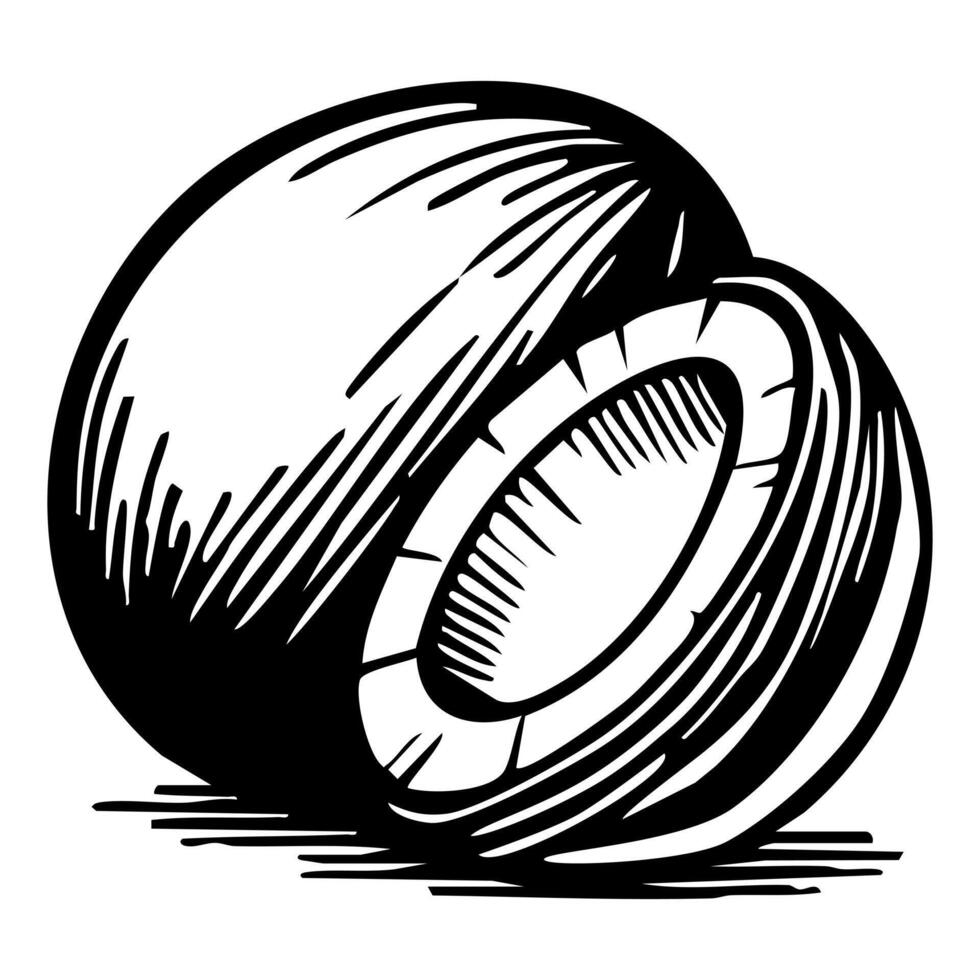 A black and white two coconuts, one slightly behind the other, showcasing their textured shells and white inner flesh. vector