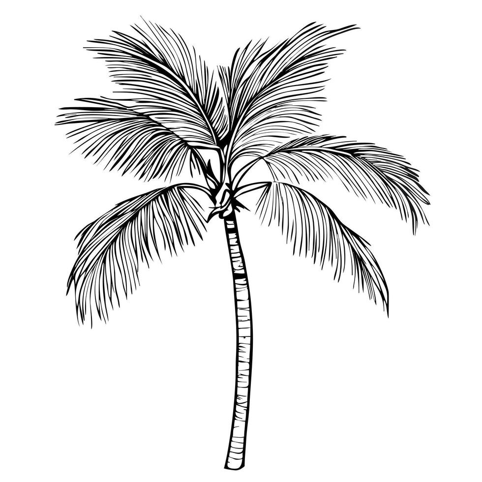 A detailed illustration of a palm tree with long, slender trunk and lush, feathery fronds. vector