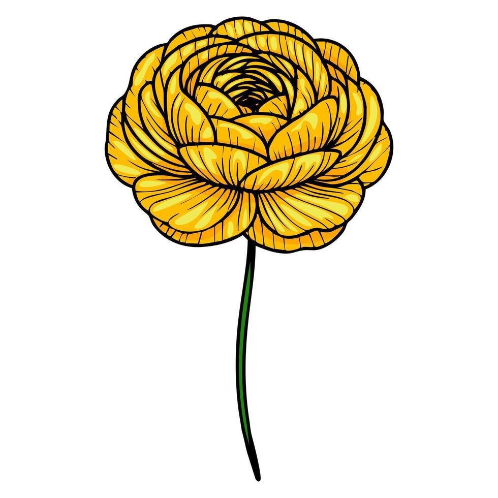 A detailed illustration of a yellow flower with layered petals and a long green stem, showcasing intricate lines and shading. vector