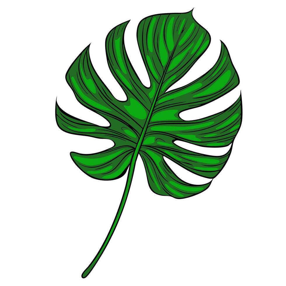 A vibrant green monstera leaf with distinct split leaves and a long stem, showcasing a tropical and lush appearance. vector