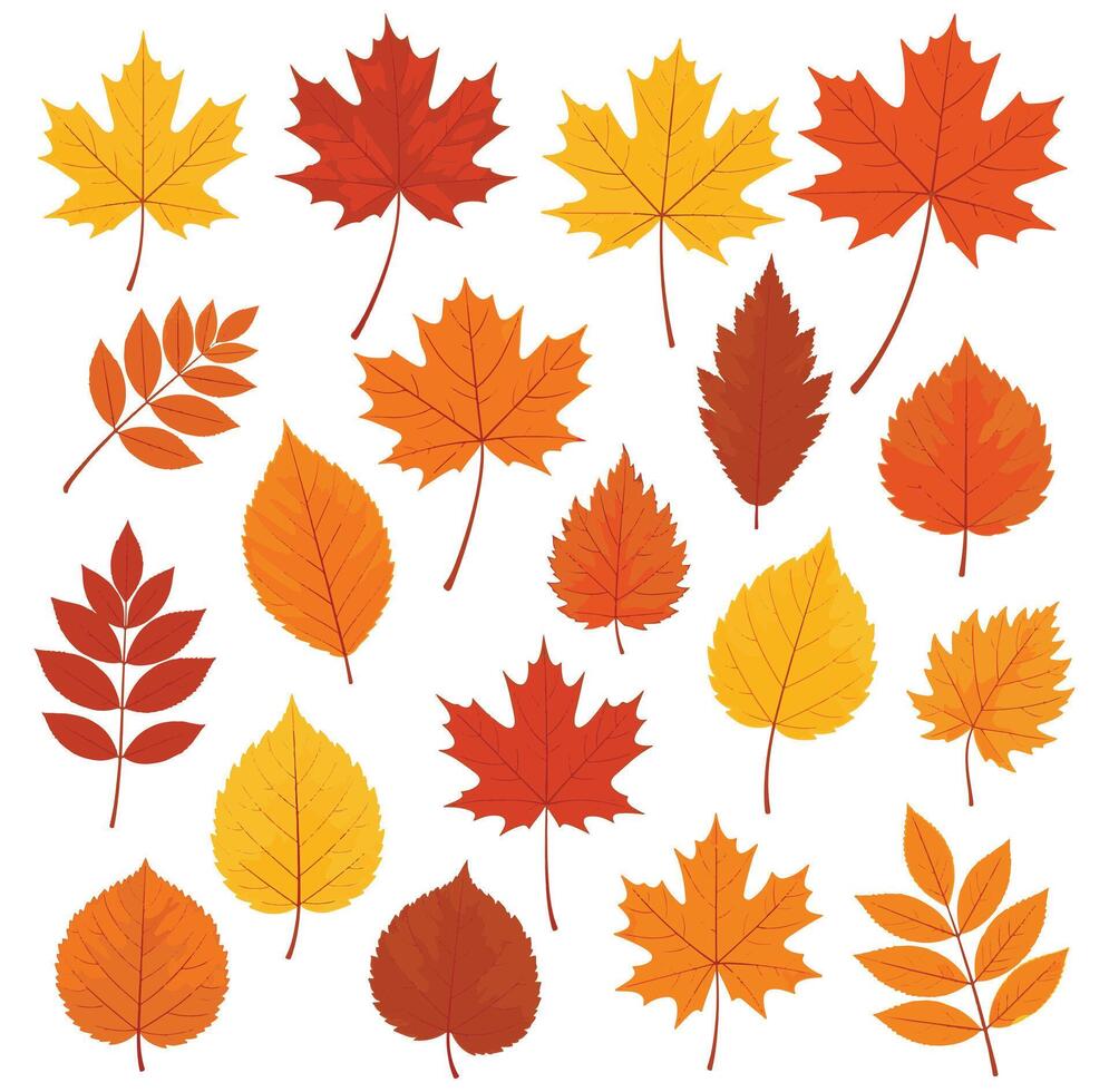 of A vibrant collection of various autumn leaves in warm colors vector
