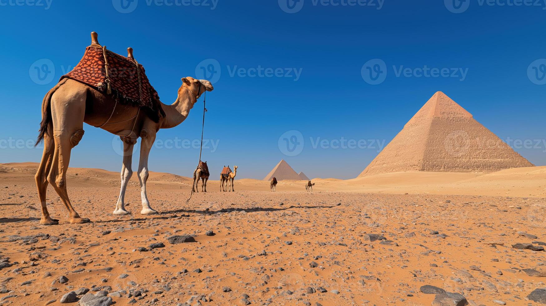 Camels near the Pyramids of Giza photo