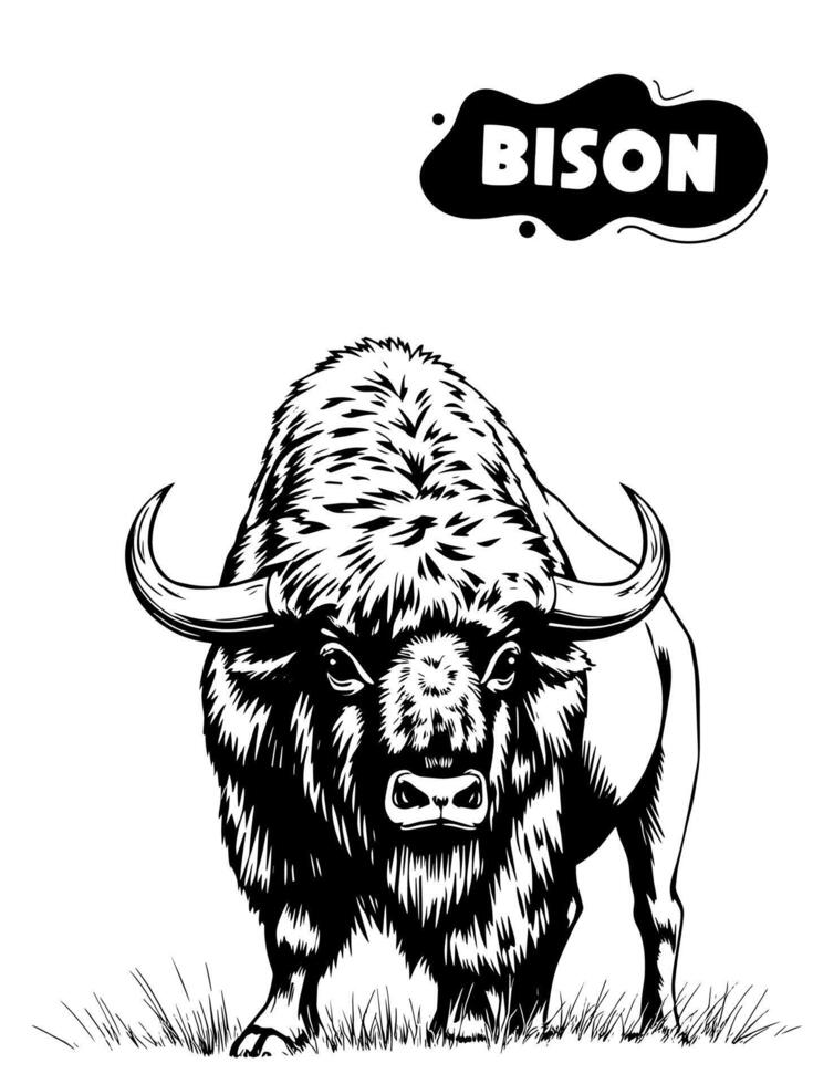 173 Bison illustration model for coloring vector