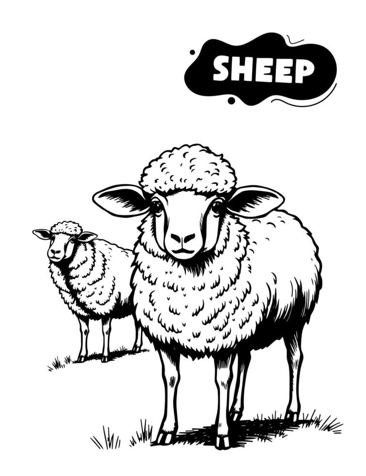 178 Sheep illustration model for coloring vector