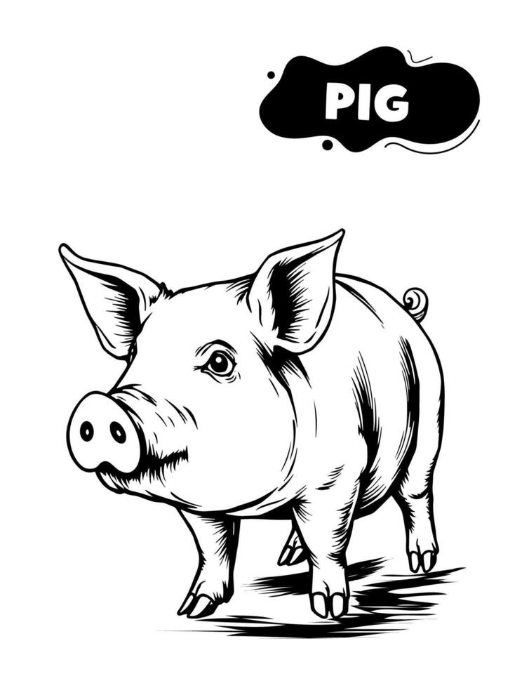161 Pig illustration model for coloring vector
