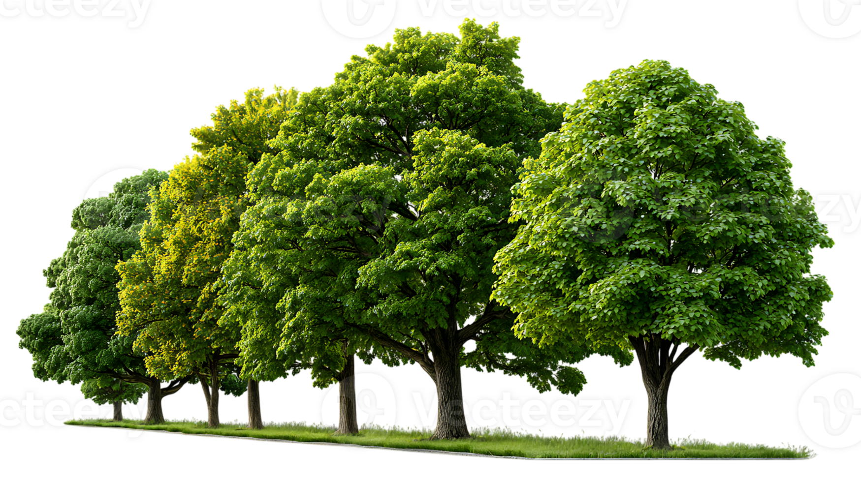 Row of lush green trees isolated on transparent background image png